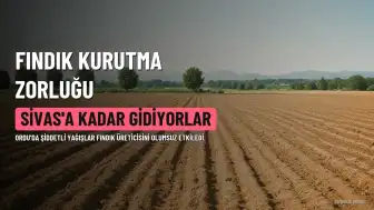 Ordu'da Fındık Üreticileri Yağış Nedeniyle Zorlu Kurutma Süreci Yaşıyor, Sivas'a Kadar Gidiyorlar