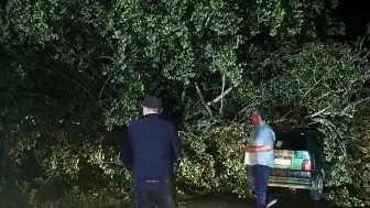 Bartın'da Şiddetli Fırtına: Ağaçlar Otomobillerin Üzerine Devrildi, Maddi Hasar Oluştu