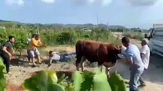 Bursa'da Kurbanlık Boğa Sahibine Tekme Attı