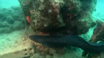 Dalgıçlar, Misinaya Takılan Mığrı Balığını Kurtardı