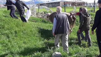 Erzurum'da Kurban Kesimi Sırasında Bir Kişi Hayatını Kaybetti, Çok Sayıda Kişi Yaralandı