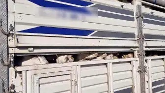 İstanbul'da Kaçak Kurbanlık Operasyonu: 126 Hayvan Ele Geçirildi, Sürücülere Cezalar Kesildi