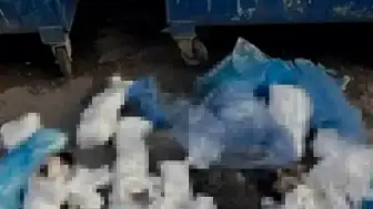 İzmir'de 33 Kedi Ölümüyle İlgili Veteriner Hekim Tutuklandı
