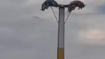 İzmir'de Lunapark Kabusu: Oyuncak Arızaları Vatandaşları Tehlikeye Attı