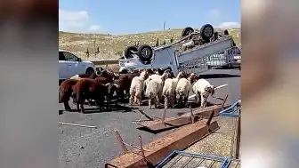 Kurbanlık Koyun Yüklü Kamyonet Devrildi: 1 Kişi Hayatını Kaybetti