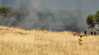 Ayvalık Sakarya Mahallesi'nde Otluk Alanda Yangın Çıktı