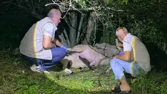 Bursa'da Yıldırım Düşmesi Sonucu 6 Koyun Öldü