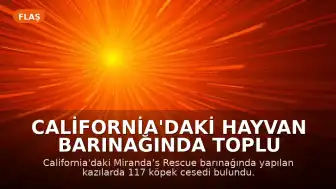 California'daki Hayvan Barınağında Toplu Mezarlık Keşfedildi: 117 Köpek Cesedi Bulundu