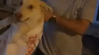 Hatay Samandağ'da Çuvala Konulan Sokak Köpeği Bir Kadının Müdahalesiyle Kurtarıldı