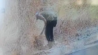 Ankara'da Ot Yangını Kundaklama Çıktı: Güvenlik Kamerası Kayıttaydı