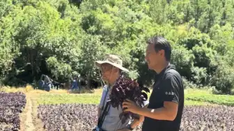 Arapgir Belediye Başkanı Haluk Cömertoğlu Japon Heyetini Ağırladı: Mor Reyhan İncelemesi Yapıldı