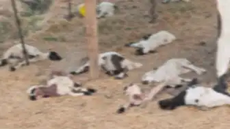 Diyarbakır Bismil'de Sahipsiz Köpeklerin Saldırısı Sonucu 15 Kuzu Telef Oldu