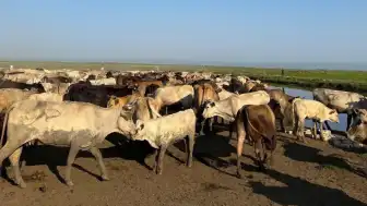 Edirne İpsala'da Su Baskını Sonrası Mahsur Kalan İnekler Tahliye Edildi