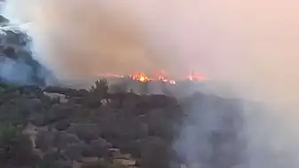 İzmir Bornova'da Orman Yangını Kontrol Altına Alındı