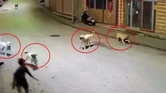 Ordu Çamaş'ta Sokak Köpekleri 10 Yaşındaki Çocuğa Saldırdı