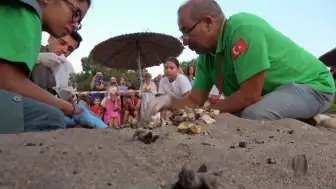 Çıralı Sahili'nde Caretta Caretta Yuva Sayısı 120'ye Ulaştı, 2.758 Yavru Denizle Buluştu