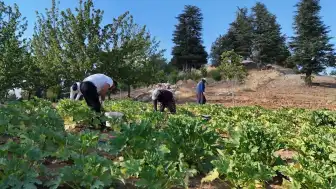 Depremzede İşçi A.Ş., Tarıma Yönelerek Kabak Üretimine Başladı