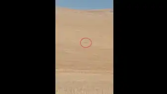 Polatlı'da Sürüye Kurt Saldırısı: 1 Koyun Öldü, 3 Yaralandı