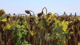 Yazıhan'da Çerezlik Ayçiçeği Hasat Programı Gerçekleştirildi