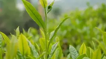 2026 Yılı Yaş Çay Alım Fiyatı 35 Lira Olarak Açıklandı