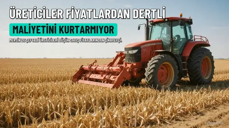 Mersin'de Şeftali Üreticileri Fiyatlardan Dertli: "100 Kilo Satsan İki Tantuni Yiyemezsin"