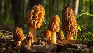 Kuzugöbeği Mantarı Bolluğu Gelir Kapısı Oldu