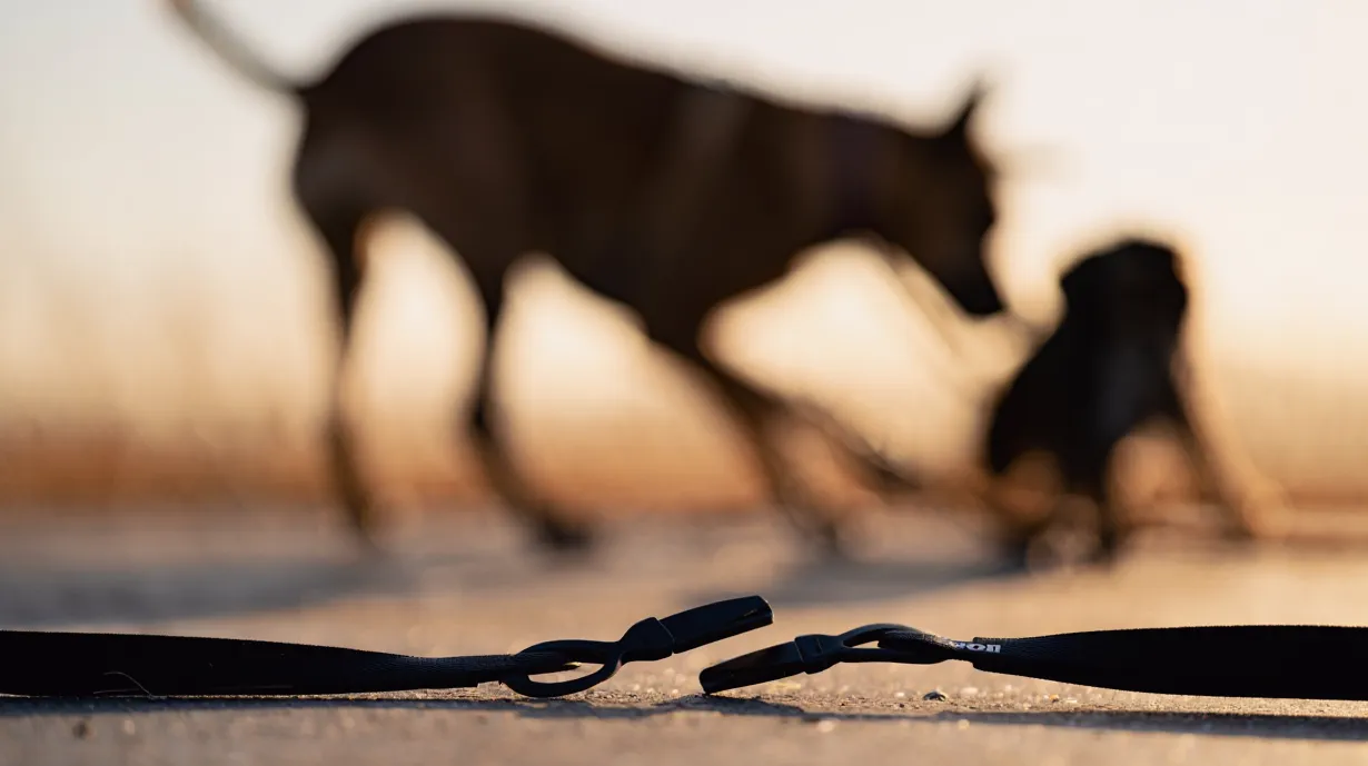 Ümraniye'de Ağızlıksız Rottweiler Küçük Köpeğe Saldırdı