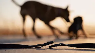 Ümraniye'de Ağızlıksız Rottweiler Küçük Köpeğe Saldırdı