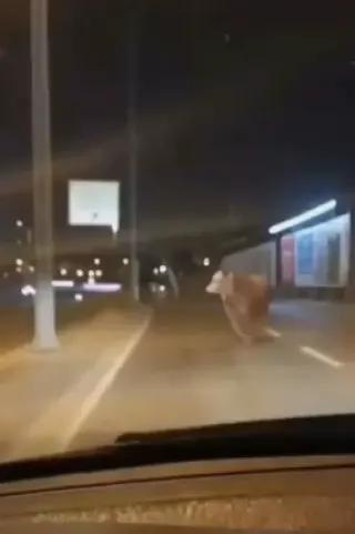Avcılar'da Kurbanlık Boğa D-100 Karayolu'na Çıktı